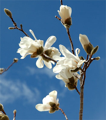 magnolia350