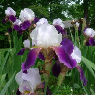 giant irises