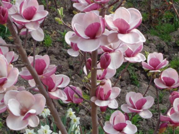 magnolii roz de pictat