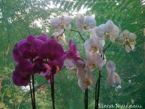 orhidee-ff